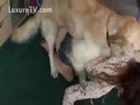 [ Beast XXX ] Naughty non-professional sucks pecker in advance of having beast sex